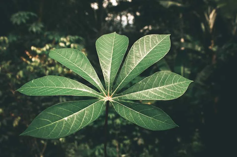 Baobab Leaf Tea