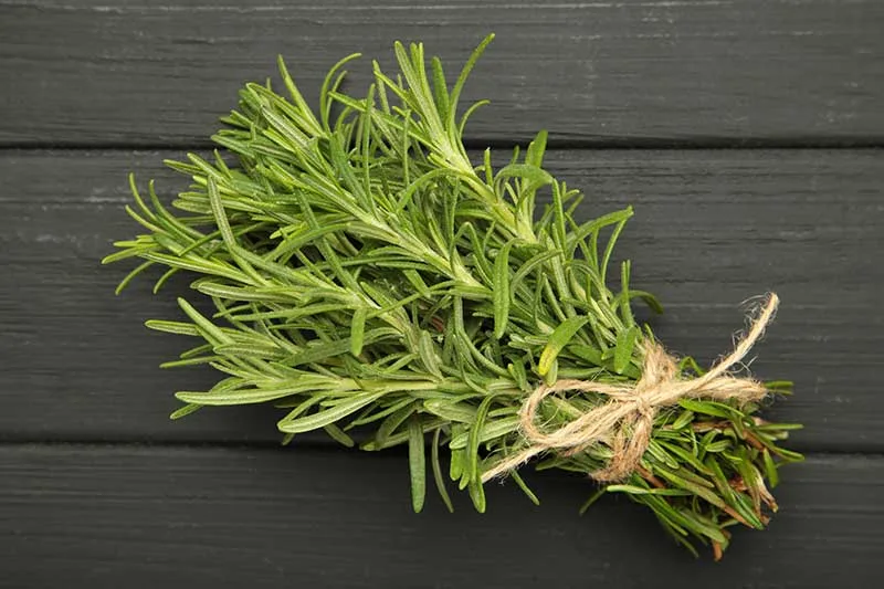 Rosemary Stems & Twigs