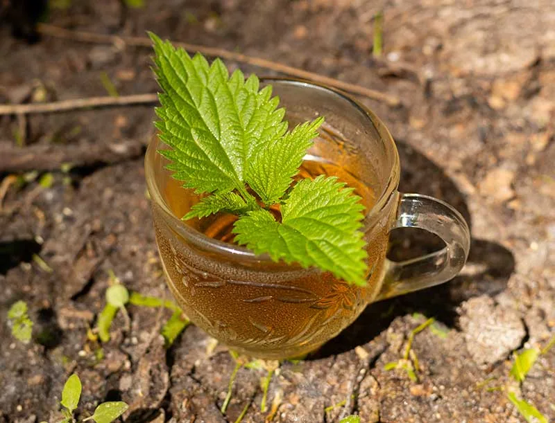 Stinging Nettle Tea