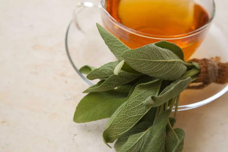 Sage Tea Origin, Health Benefits, and Best Recipes