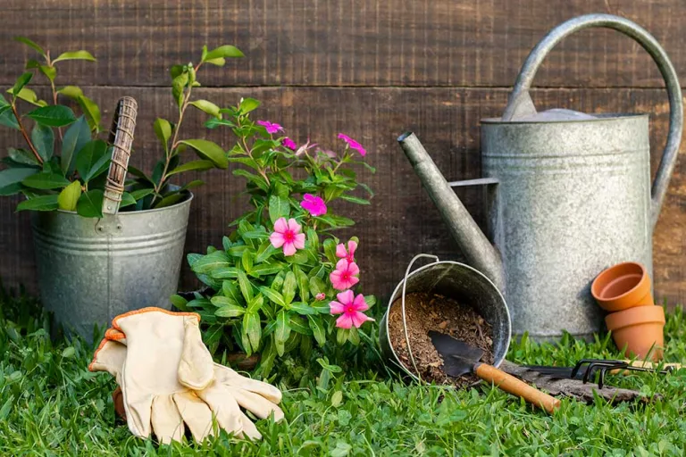 Benefits of Steeped Tea Leaves for The Backyard Garden