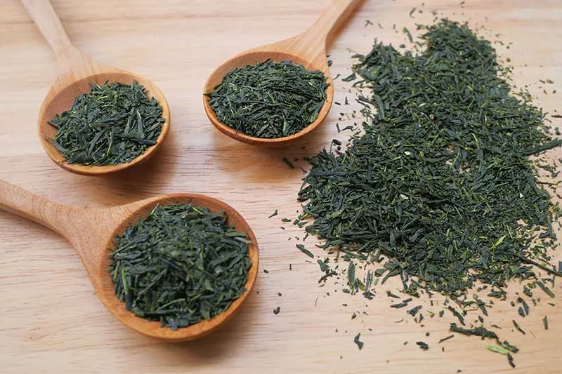 Sencha Tea