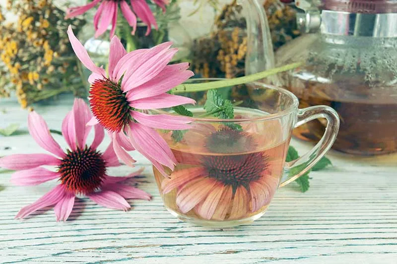 Echinacea Tea