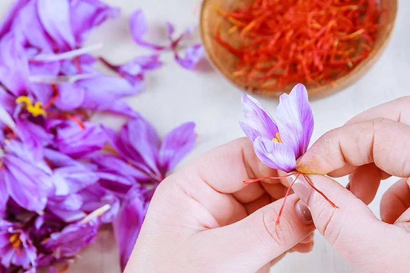 Manual Process of Saffron Cultivation and Harvesting