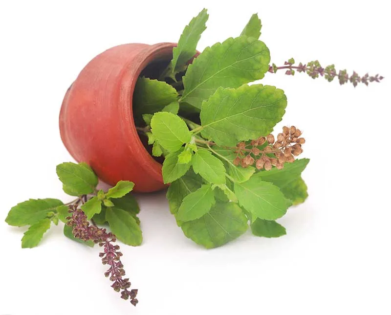 Tulsi Tea - Holy Basil Tea