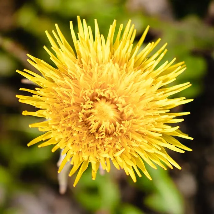 Dandelion Flower