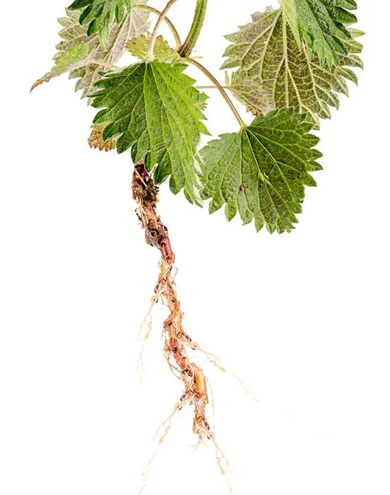 Stinging Nettle Root
