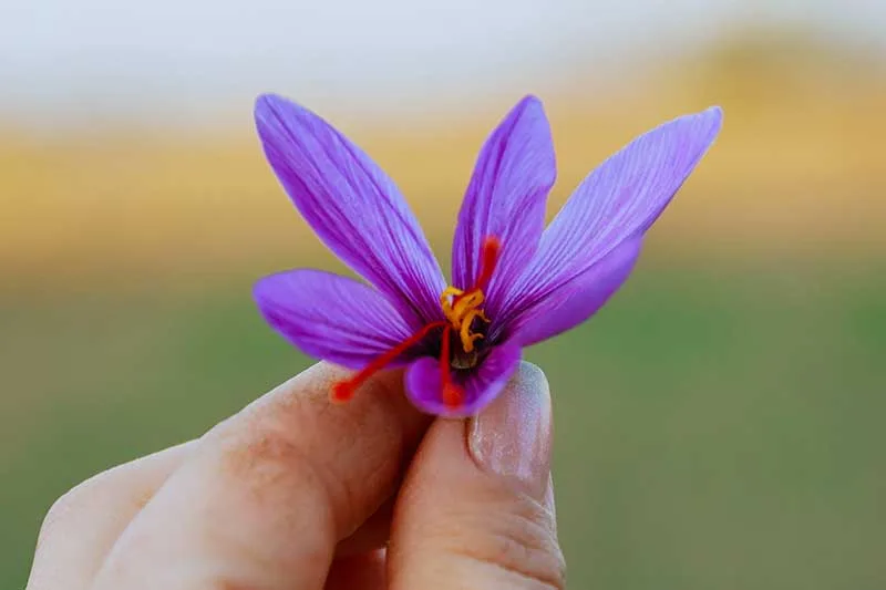 Saffron Flower
