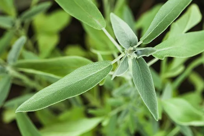 Sage Plant Leaves