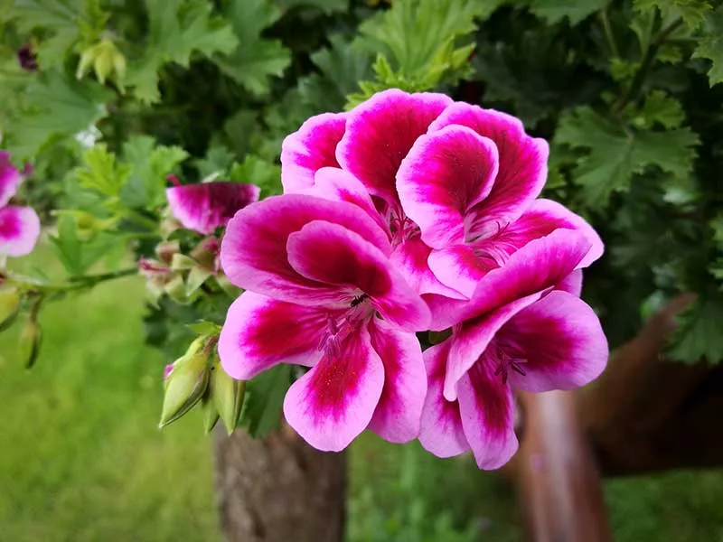 Pelargonium Root Tea