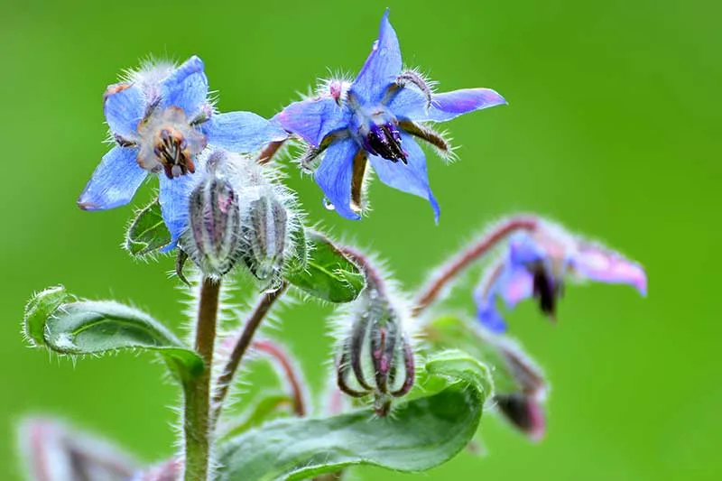 Borage Plant & Flower