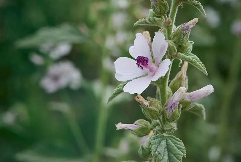 Marshmallow Root Flower
