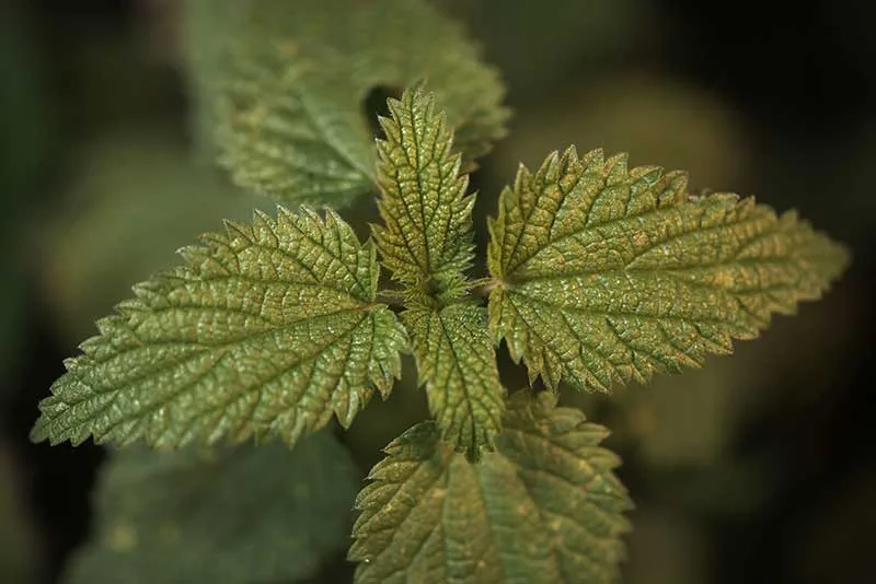Stinging Nettle Leaves