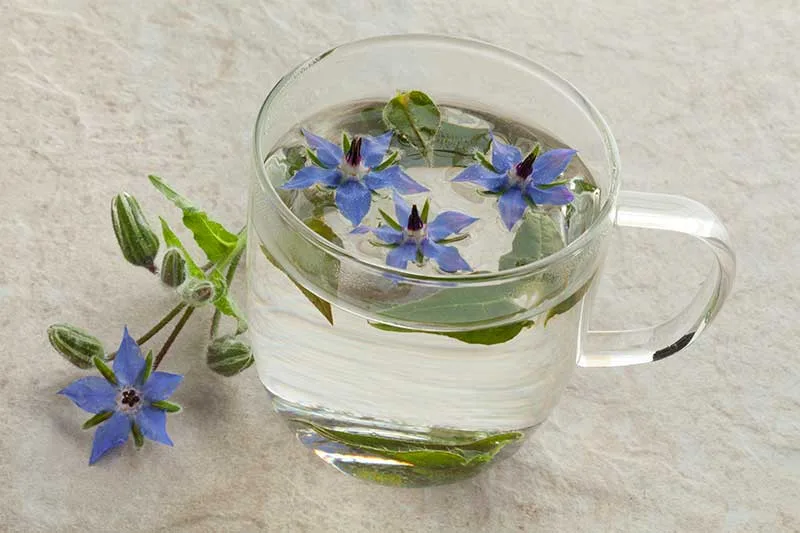 Classic Borage Tea