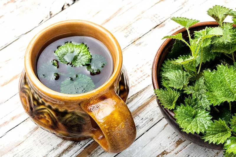 Stinging Nettle Decoction