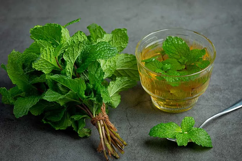 Lemon Balm Tea