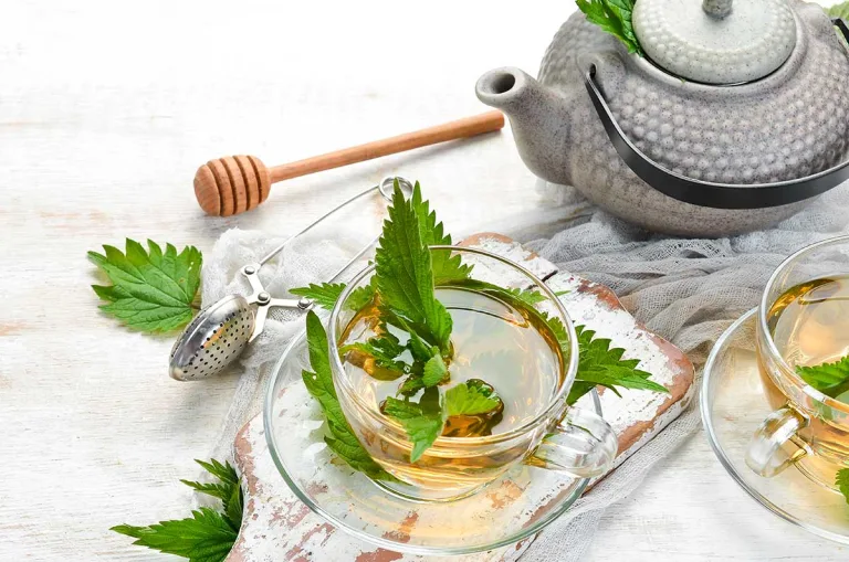 Everything You Should Know About Health Benefits, Recipes, and The Origin of Stinging Nettle Tea and Decoction