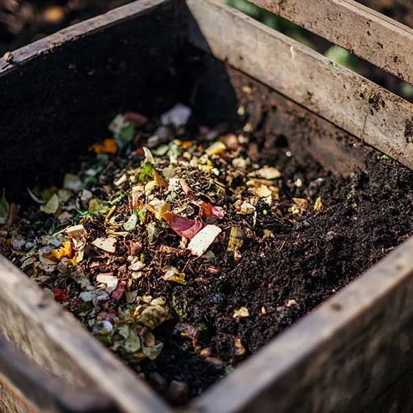 User and Steeped Tea Leaves in Compost Box