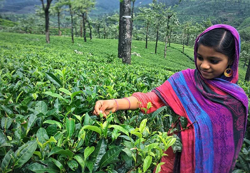An Indian Girl Picking Tea Leaves to Prepare Ayurveda Herbal Teas
