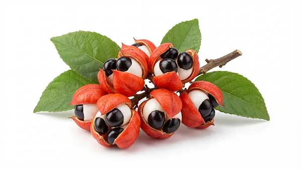 Guarana Plant, Flower, and Seed