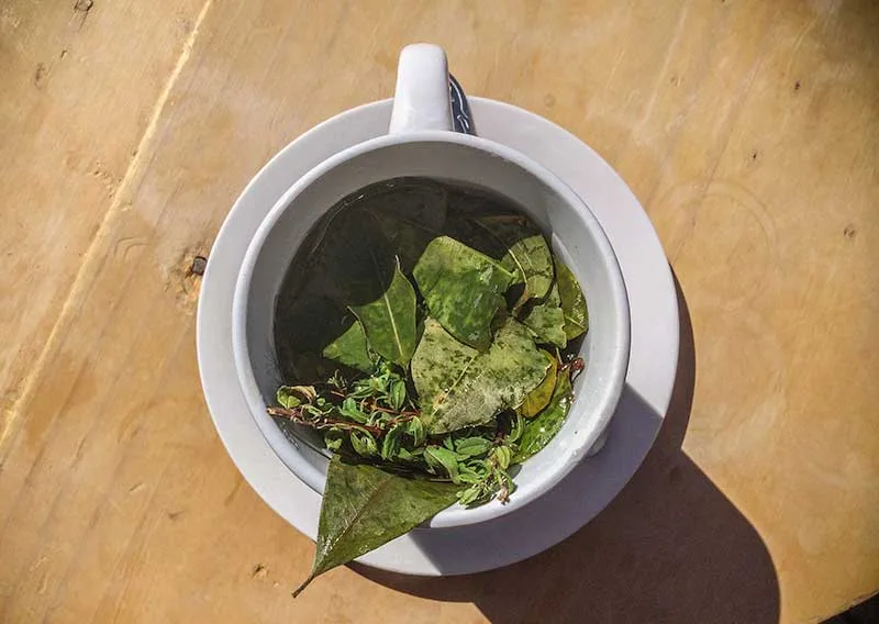 Used and Steeped Tea Leaves