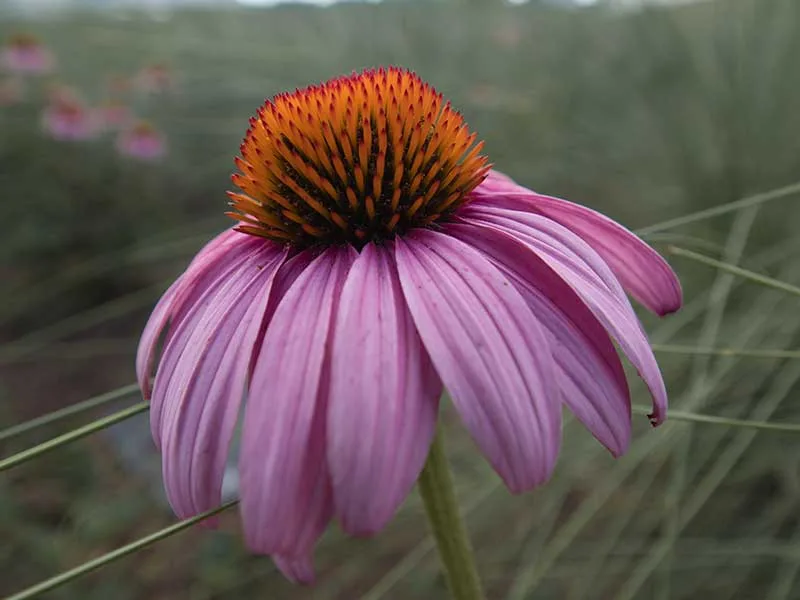 Echinacea Flower