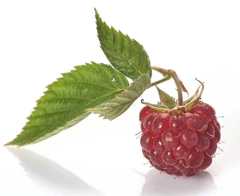 Red Raspberry Leaf Tea
