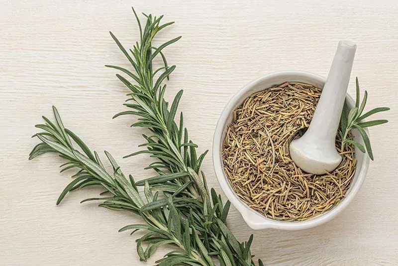 Dried Rosemary and Fresh Rosemary Stems/Twigs