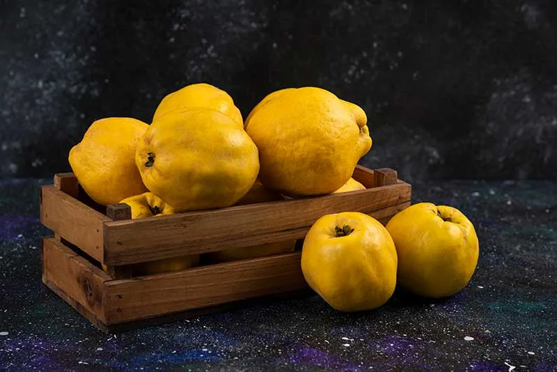 Quince Fruit